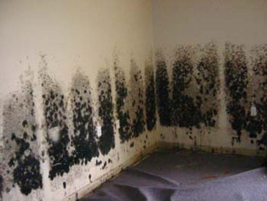Mold and Mildew Removal Vienna, VA